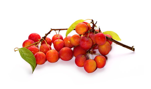 Wild plums with leaves and twigs, ringlov, isolated on white background
