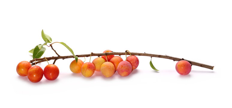 Wild plums with leaves and twigs, ringlov, isolated on white background