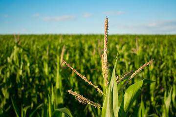 Close-up inflorescence of corn against cornfield and blue sky on a sunny day.  Ripening of corn in a rural plantation © irissca