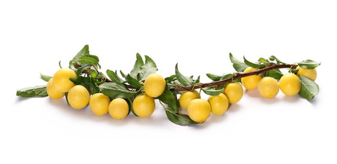 Wild plums with leaves and twigs, ringlov, isolated on white background