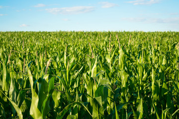 Ripening green corn in cornfield on the blue sky on a sunny day.  Ripening of corn in a rural plantation © irissca