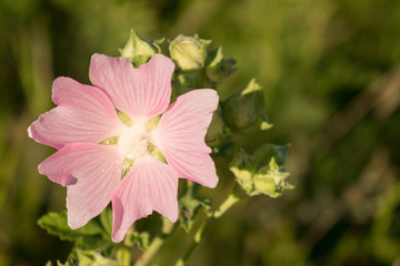 Marsh Mallow (Althaea Officinalis) flower. Medicinal plant. Blossom of marshmallow. Beautiful and delicate pink field flower on a green background.