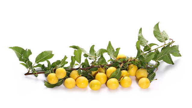 Wild plums with leaves and twigs, ringlov, isolated on white background
