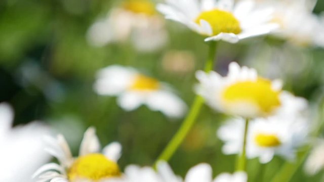 chamomile field close upchamomile field close up camera moving, turning the focus