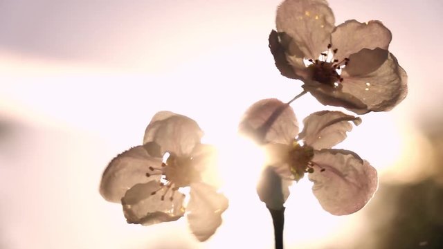 Beautiful single blossoming cherry twig, waving on sunny background. Excellent slow motion for vibrant natural intro with back-light in full HD. Amazing shooting with high-speed, 240fps, camera.
