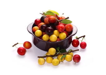 Wild plums with leaves and twigs, ringlov, in porcelain bowl isolated on white background