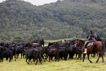 Fazenda de gado