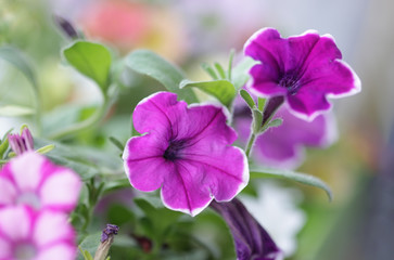 Obraz premium Petunia