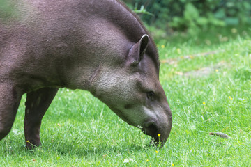 Tapir, Tapirus, head
