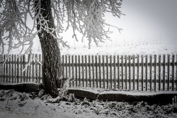 Snowy fence with a tree in winter