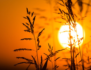 Plant on the background of a golden sunset