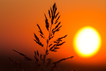 Plant on the background of a golden sunset