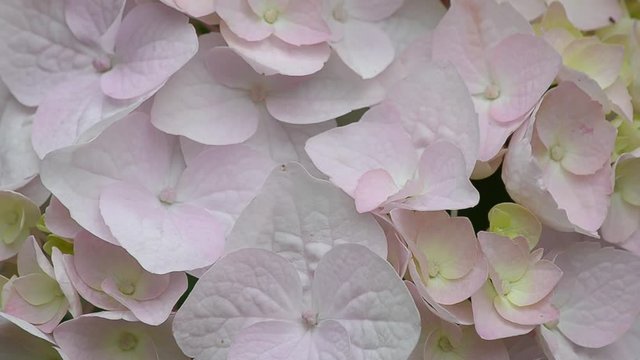 Background of hydrangea flowers, close-up