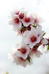 Flowering tree spring  