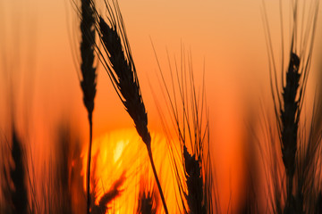 Ears of wheat on the background of a golden sunset