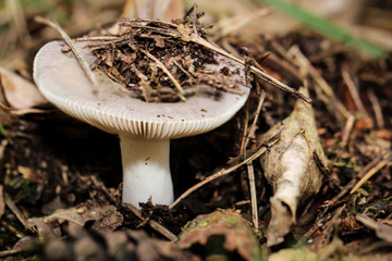 Pilz, Pilze am Waldboden, Natur 