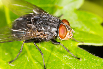 Portrait of a fly in nature.