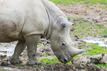 Fototapeta premium Rhinoceros baby, head