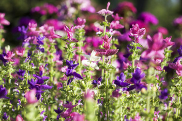 Salvia flowers blooming