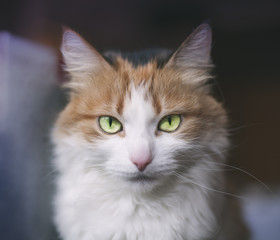 симпатичная рыже белая кошка с зелеными глазами - obrazy, fototapety, plakaty