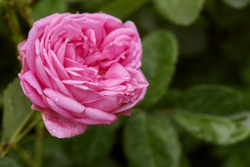 Single big pink rose in garden, top view