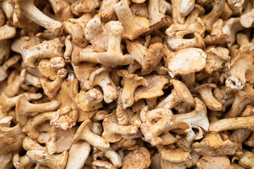 Close up picture of forest mushroom boletus