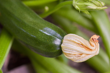 Blooming and ripe zucchini in vegetable garden