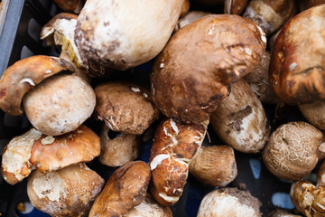 Close up picture of forest mushroom boletus