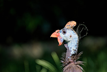 Ugly but funny turkey portrait
