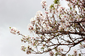 Flowering tree spring  