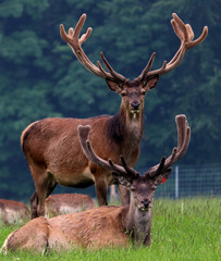 Naklejka premium Stags