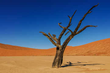 death tree