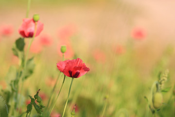 Red poppies groving in a countryside garden