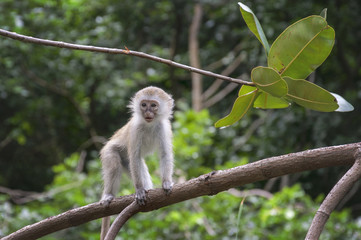 Monkey baby on the branch. 