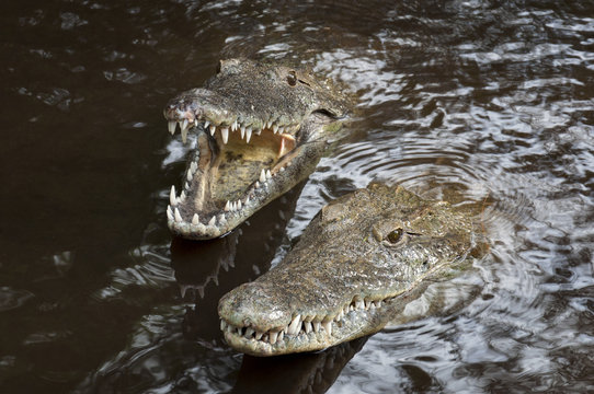 Two crocodiles in the water.