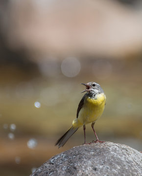 Yellow Wagtail singing / Bergeronnette des ruisseaux chante