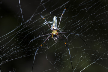 close up Spider are hunting victims on cobweb © Shutter B