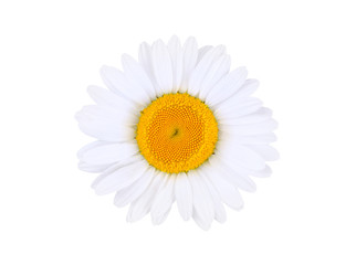 Isolated flower. Chamomile isolated on white background with clipping path
