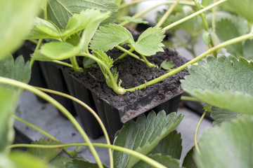 Reproduction strawberry