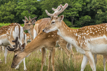 Cervi in liberttà al Richmond Park di Londra