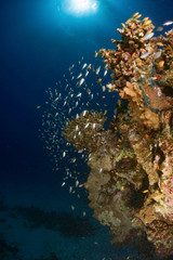 Corals and fish