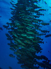 School of snappers