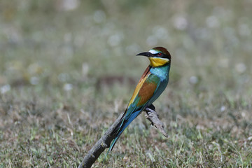 European bee-eater (Merops apiaster)
