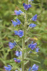 Echium vulgare