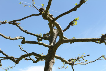 Krone einer Platane im Frühling im Gegenlicht,  Platanus hispanica