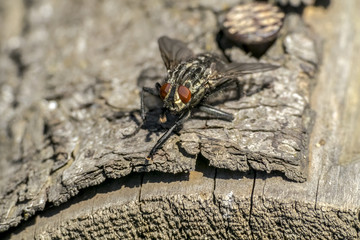 Fly on wood