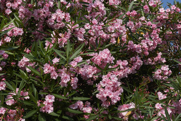 Fototapeta premium Nerium oleander
