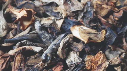 Background of dried mushroom. Natural healthy food concept. Macro shot.