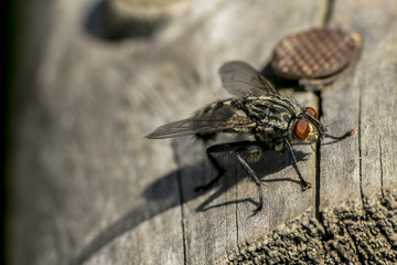Fly on wood
