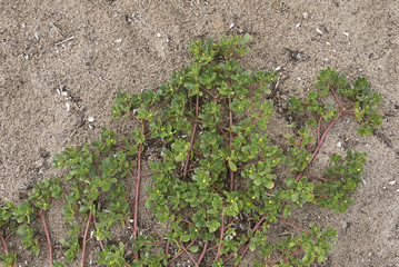 Portulaca oleracea 